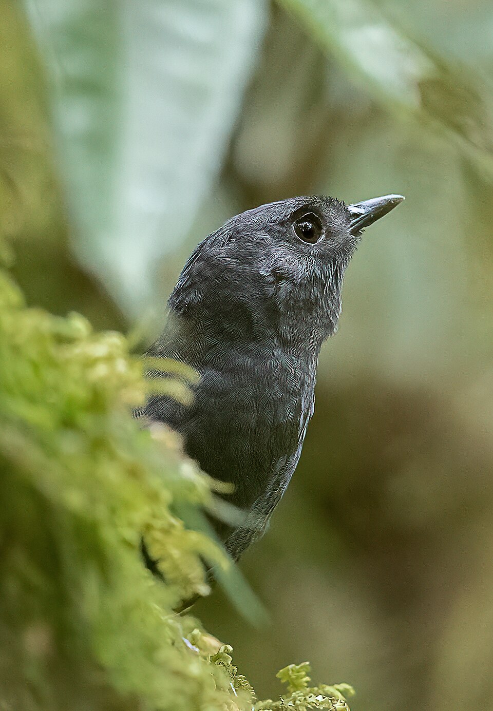 Tatama Tapaculo