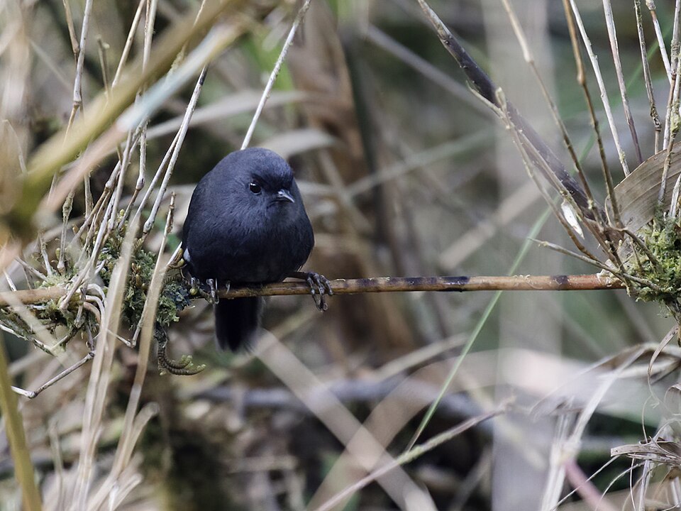 Loja Tapaculo