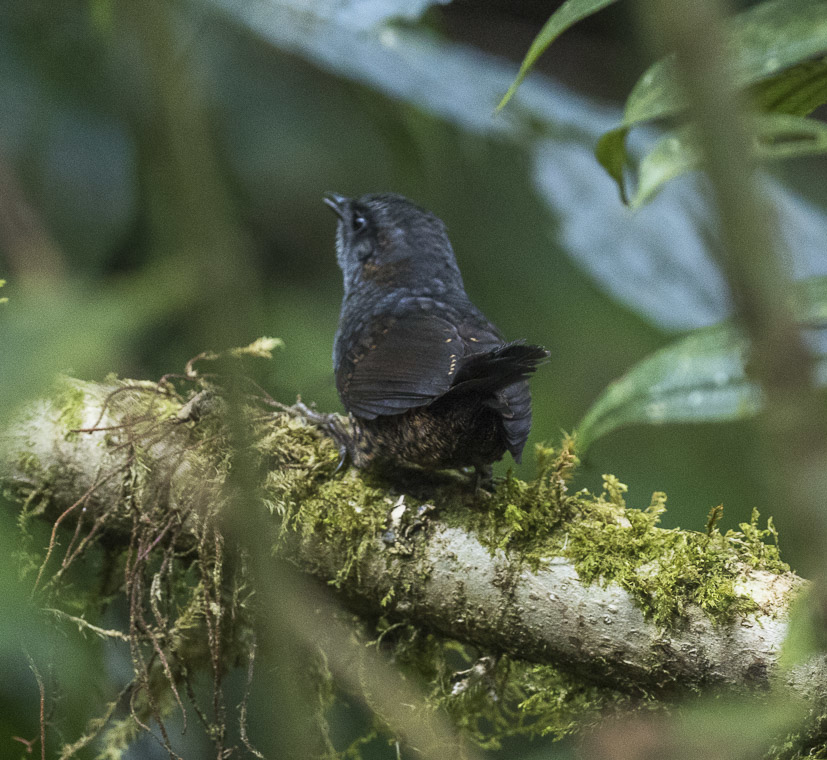 Silvery-fronted Tapaculo
