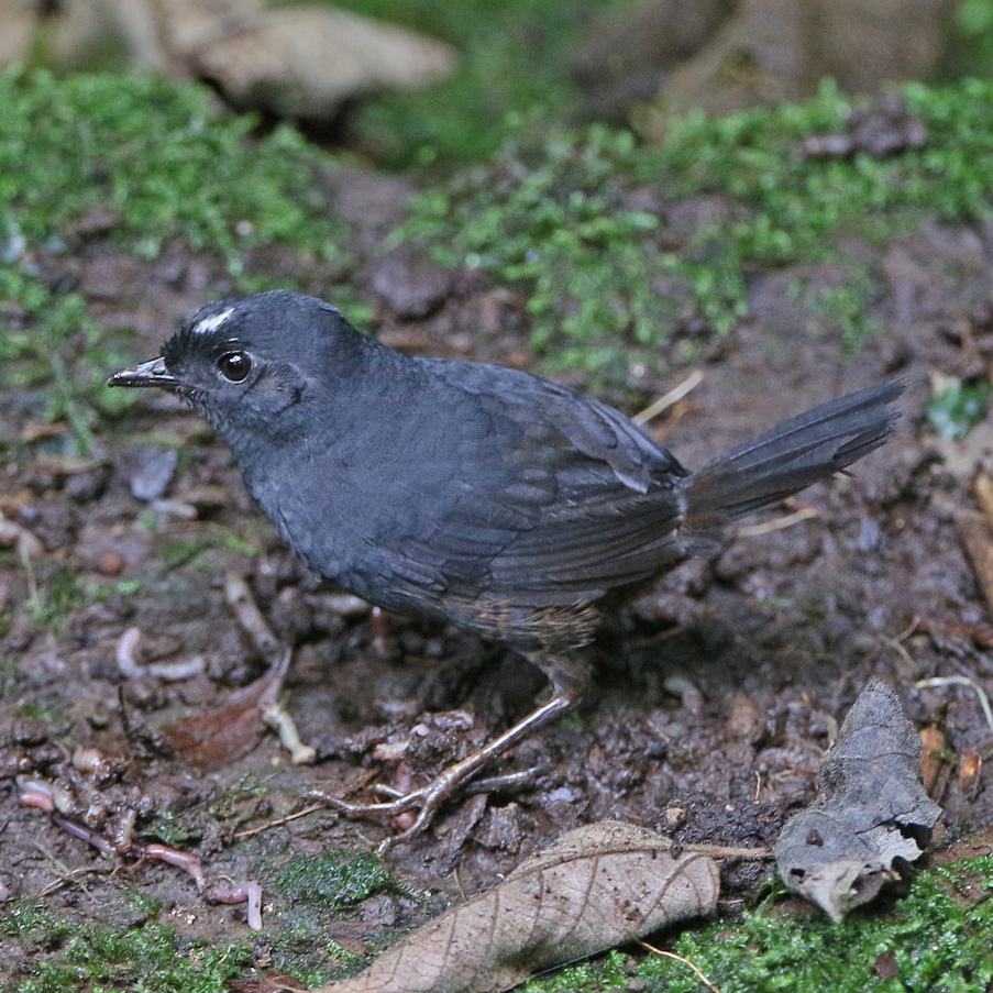 White-crowned Tapaculo