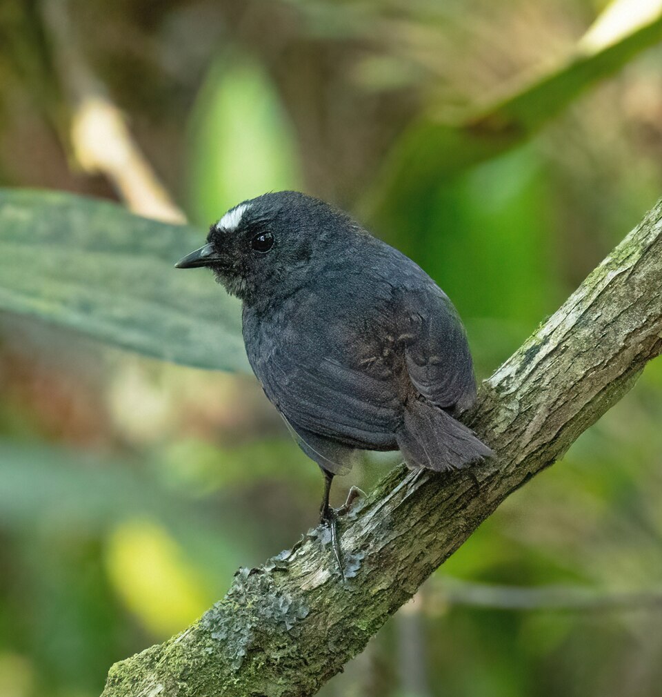 Bolivian Tapaculo
