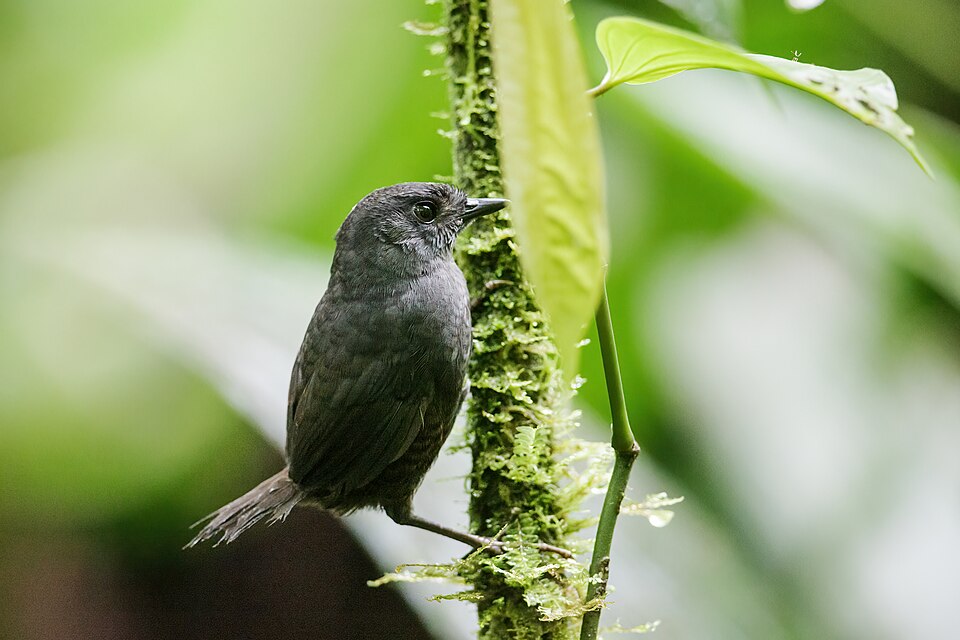 Choco Tapaculo