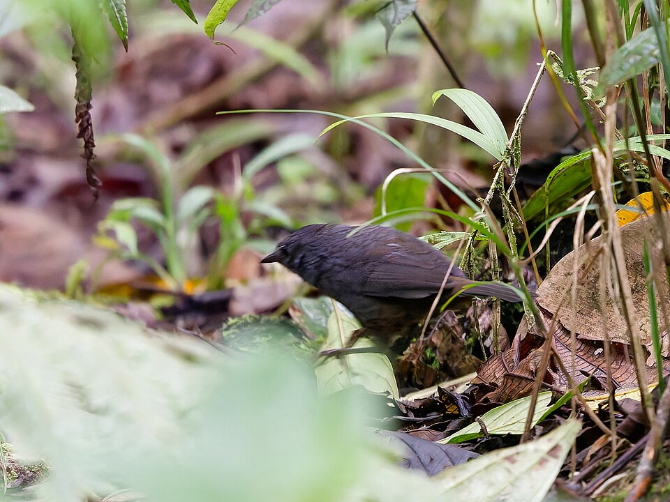 Rufous-vented Tapaculo