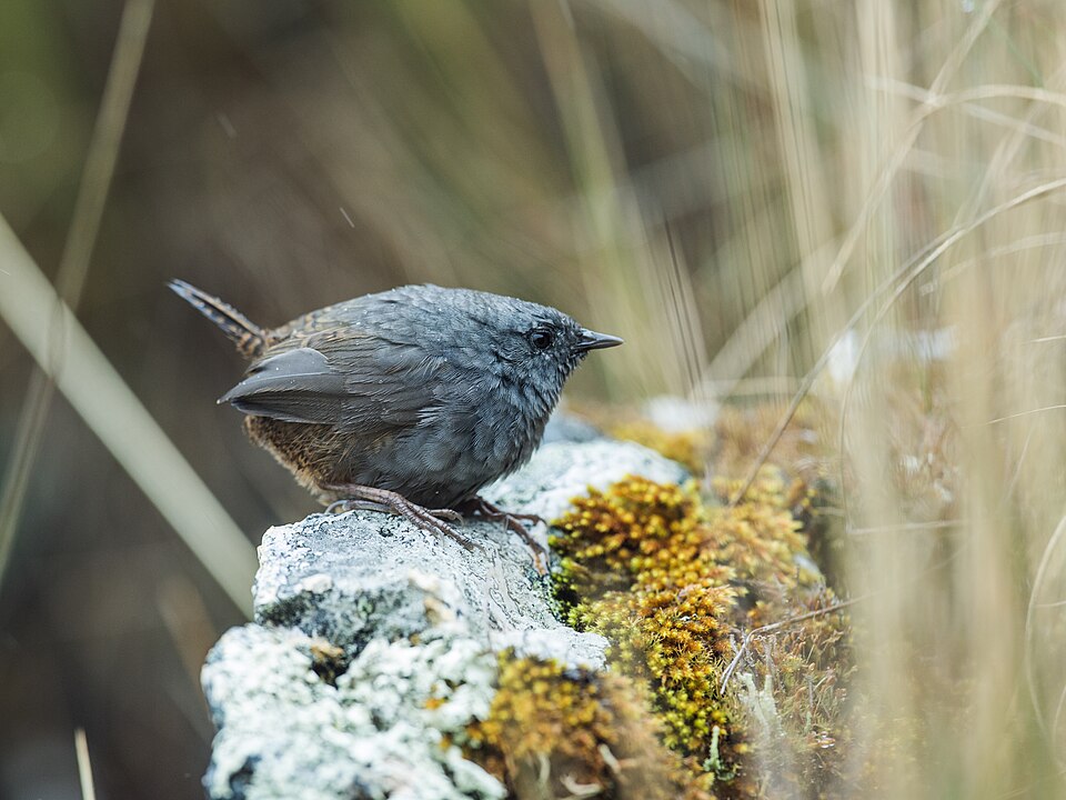 Jalca Tapaculo