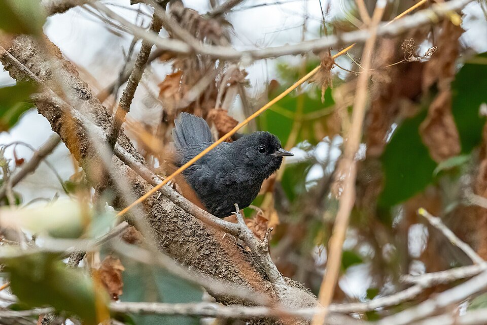 Dusky Tapaculo