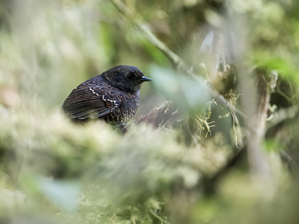 Junin Tapaculo