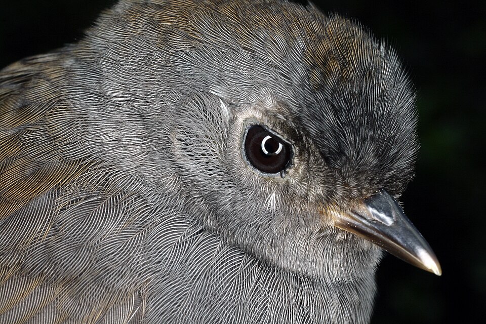 Pale-bellied Tapaculo