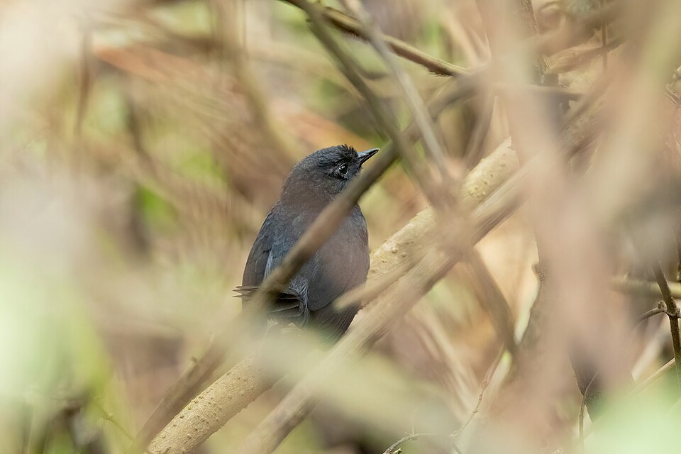 Utcubamba Tapaculo