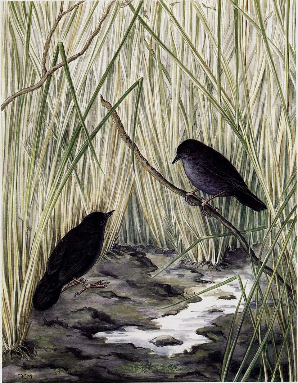 Marsh Tapaculo