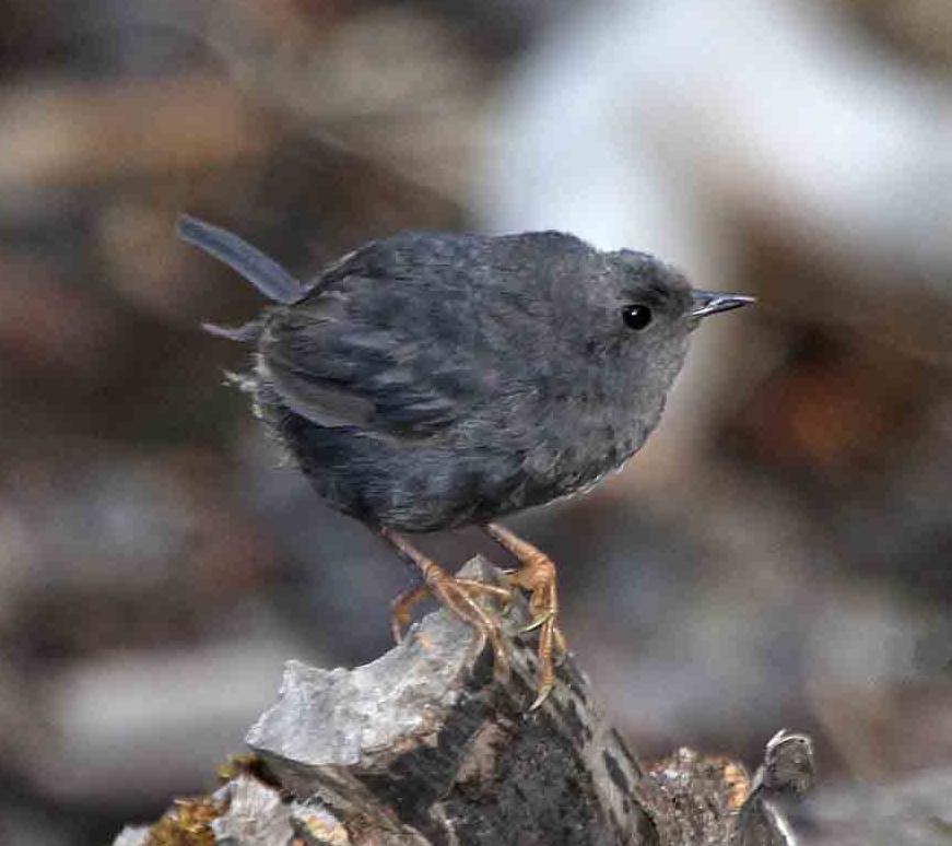 Magellanic Tapaculo