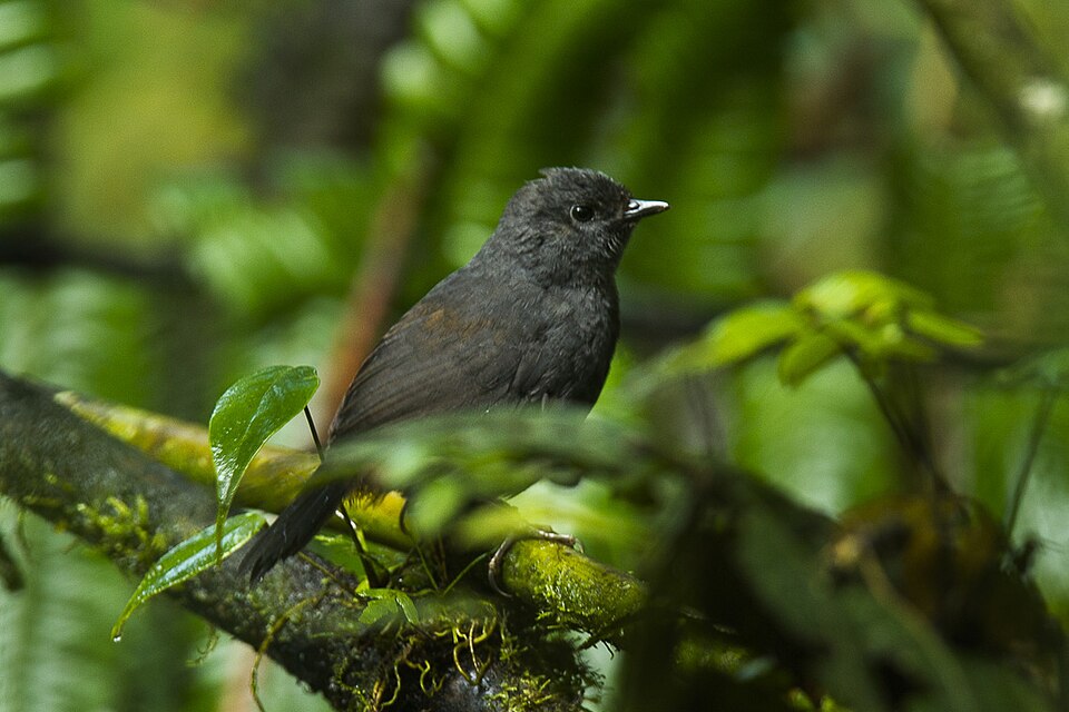 Long-tailed Tapaculo