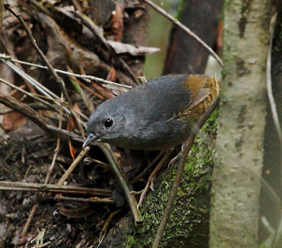 Brasilia Tapaculo
