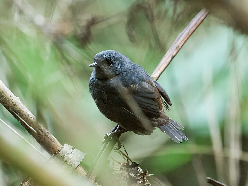 Chusquea Tapaculo