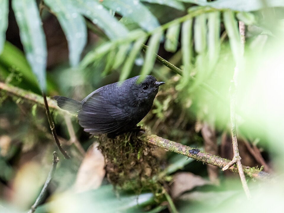 Trilling Tapaculo