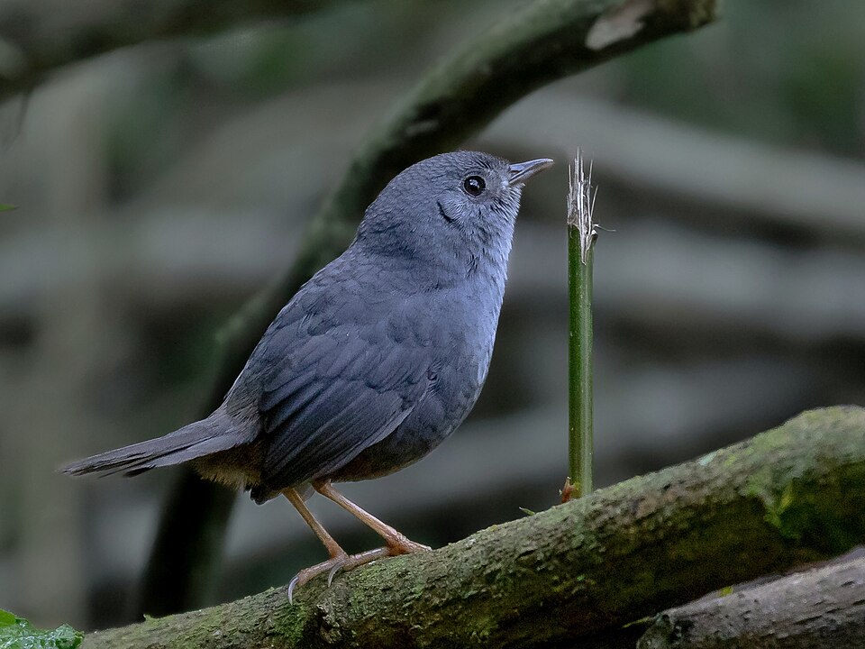 Rock Tapaculo