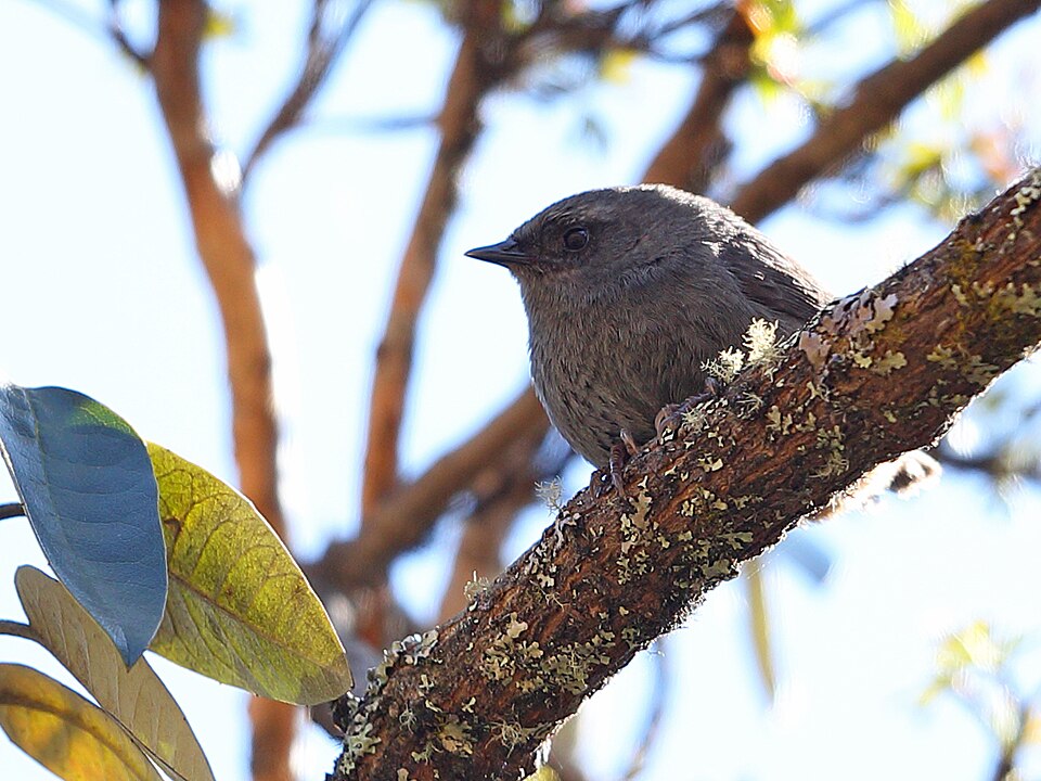 Puna Tapaculo