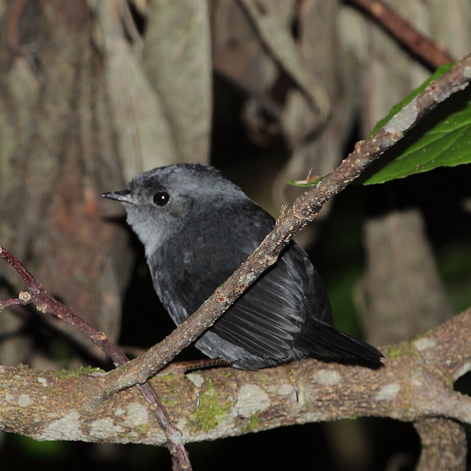 Mouse-colored Tapaculo