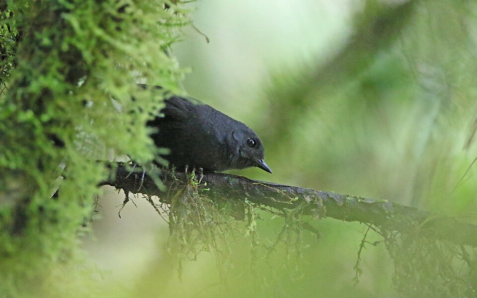 Spillmann's Tapaculo