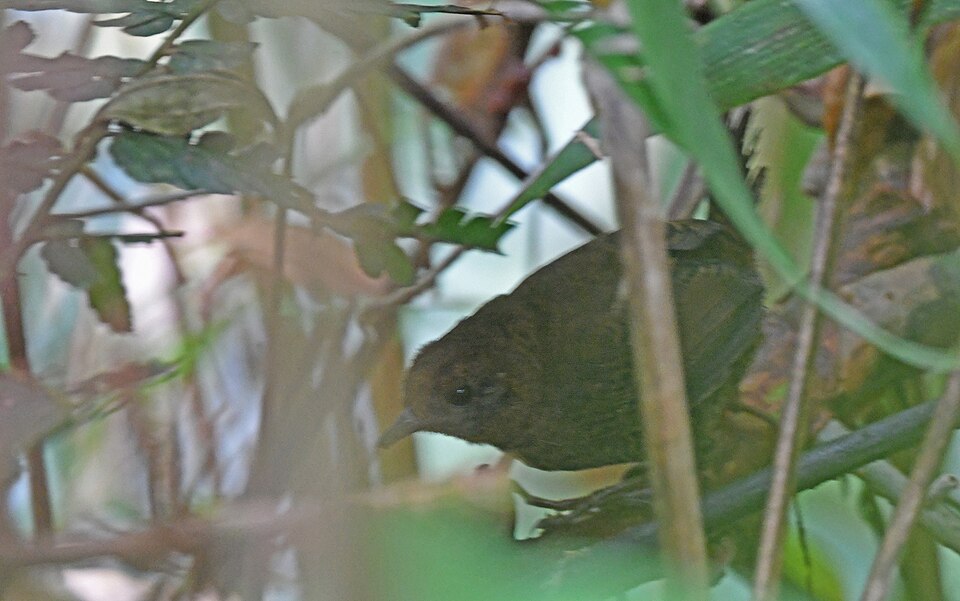 Stiles's Tapaculo
