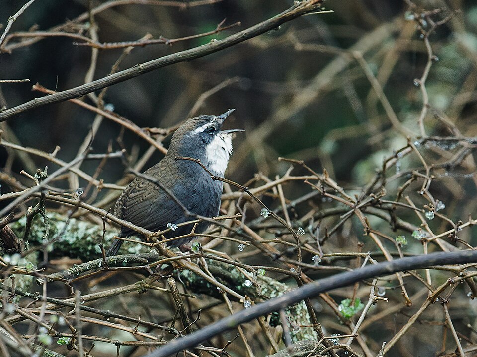 White-browed Tapaculo