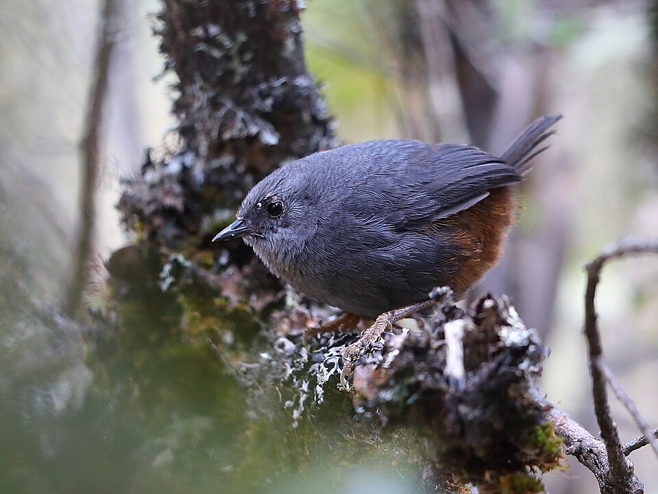 Vilcabamba Tapaculo