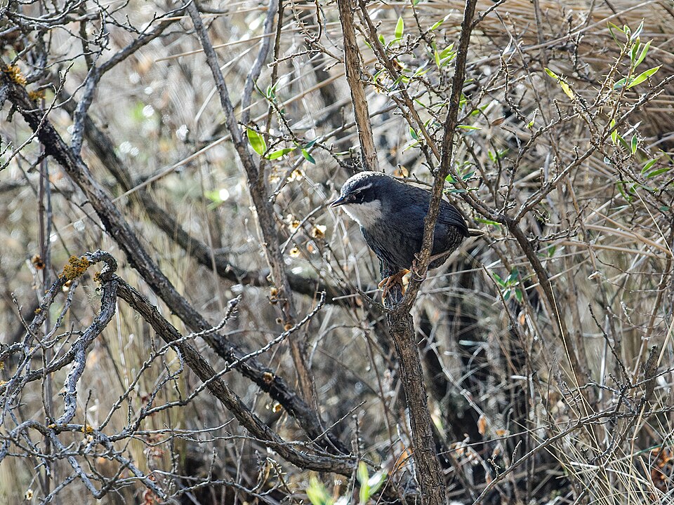 Zimmer's Tapaculo