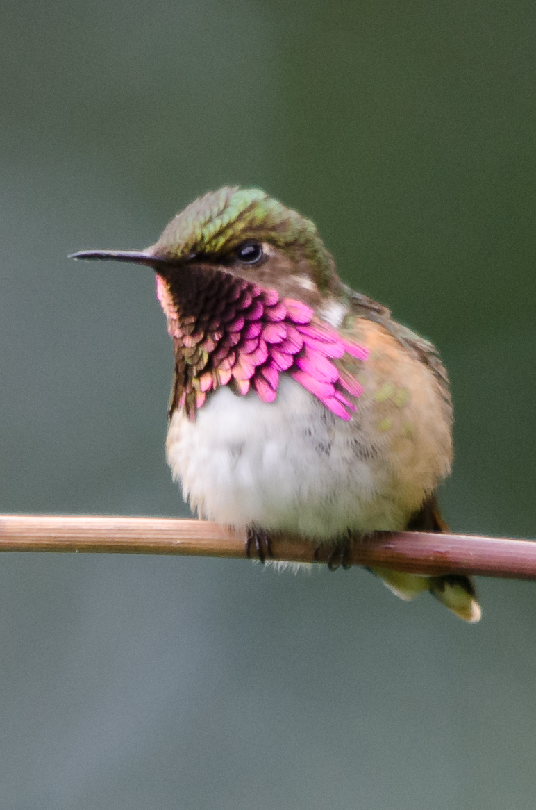 Wine-throated Hummingbird