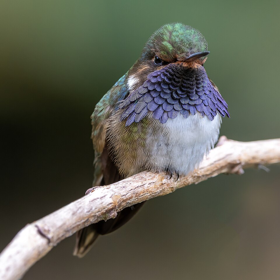 Volcano Hummingbird