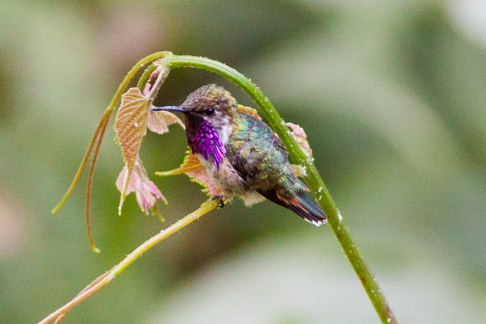 Bumblebee Hummingbird