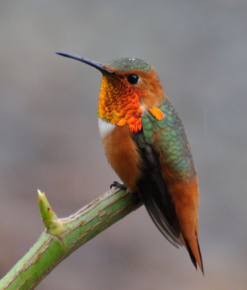 Allen's Hummingbird