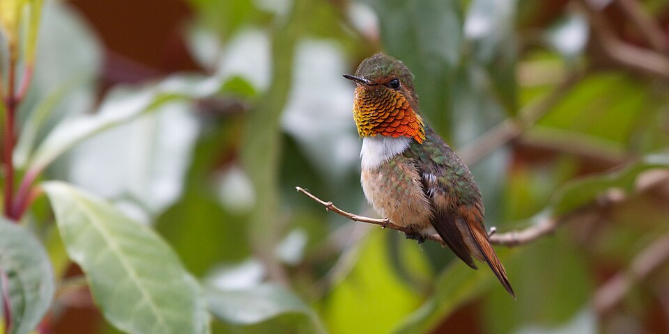 Scintillant Hummingbird