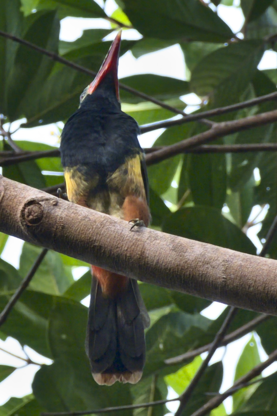Tawny-tufted Toucanet