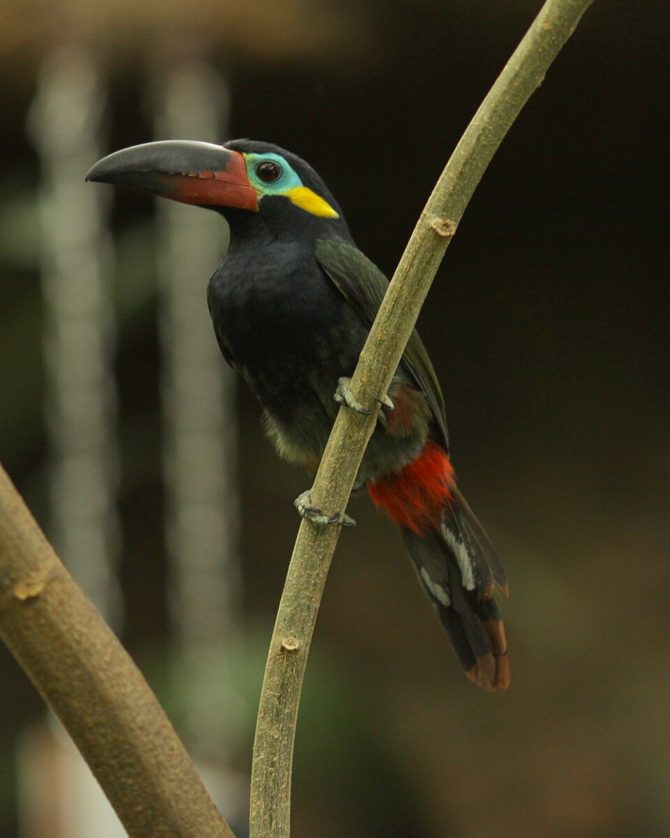 Guianan Toucanet