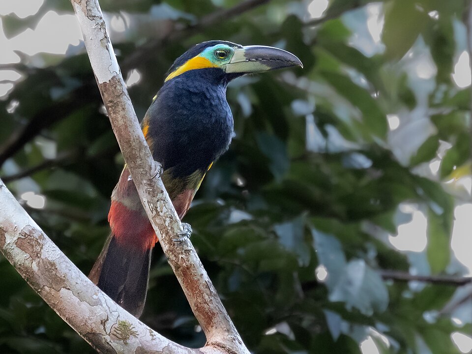 Golden-collared Toucanet