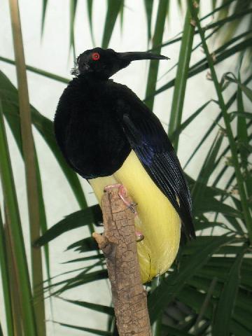 Twelve-wired Bird-of-paradise