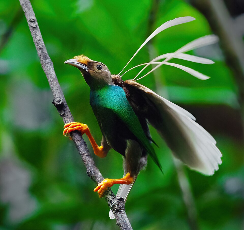 Standardwing