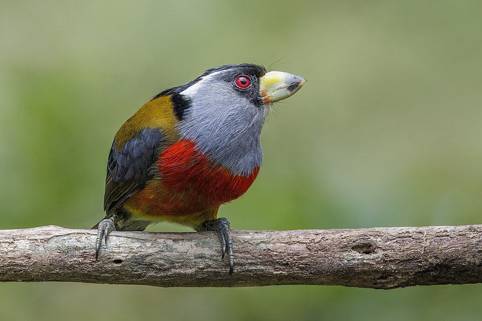 Toucan Barbet