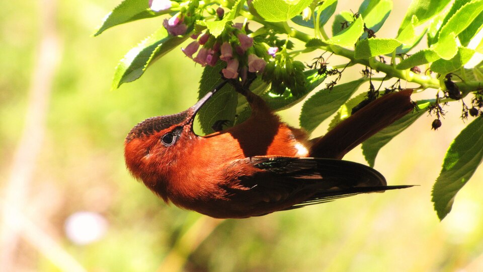 Juan Fernandez Firecrown