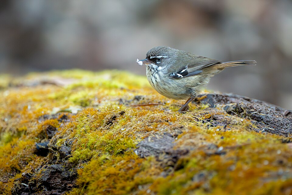Spotted Scrubwren