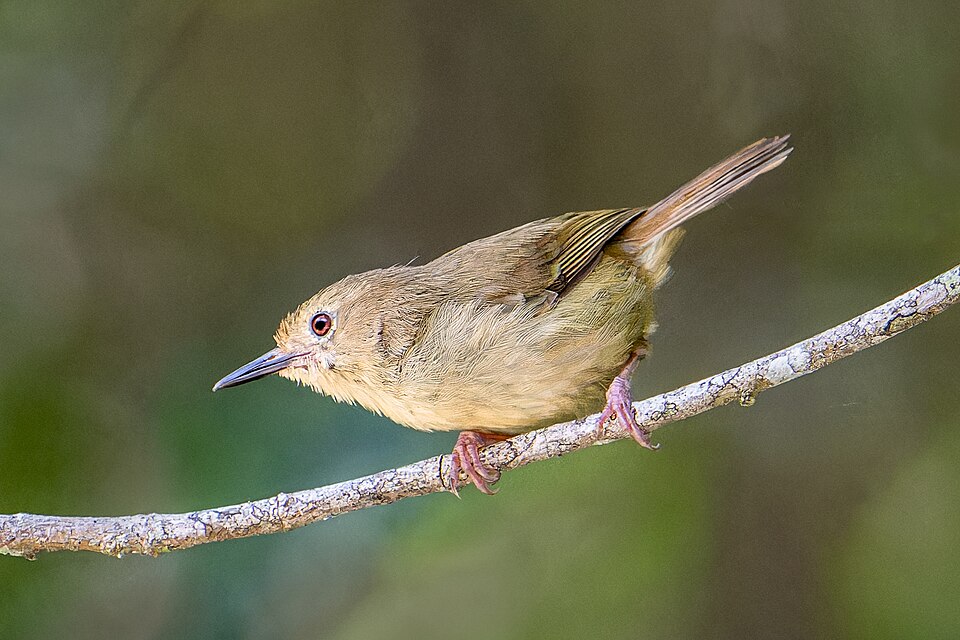 Large-billed Scrubwren