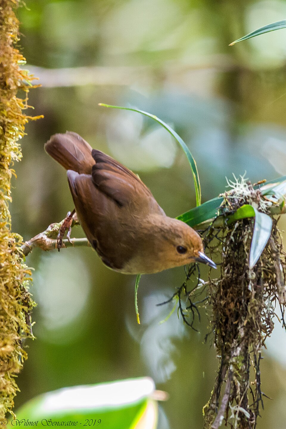 Perplexing Scrubwren