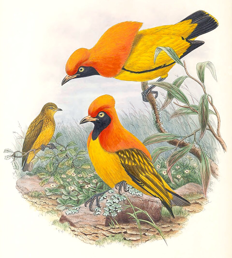 Masked Bowerbird