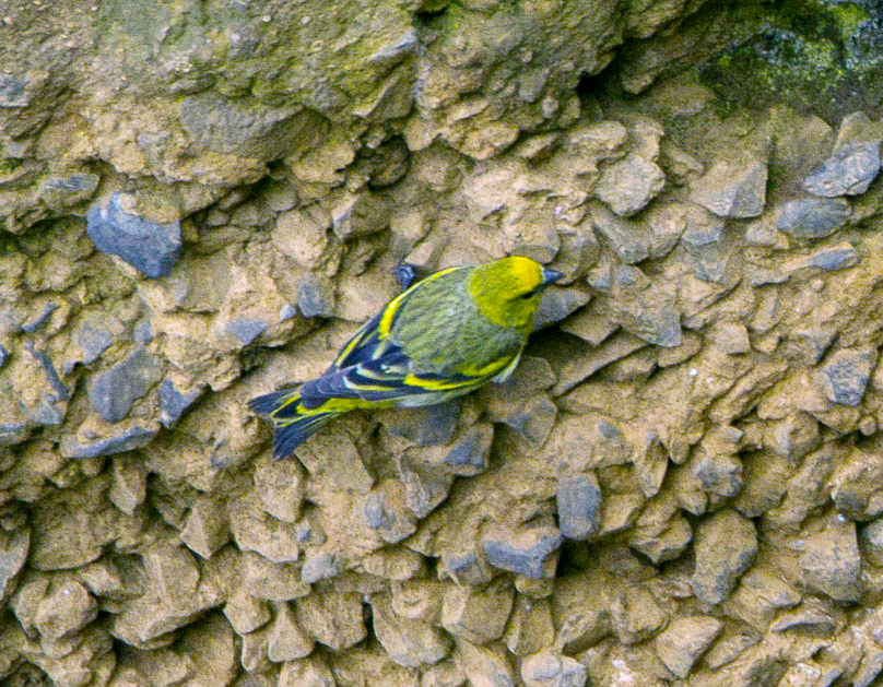 Yellow-crowned Canary