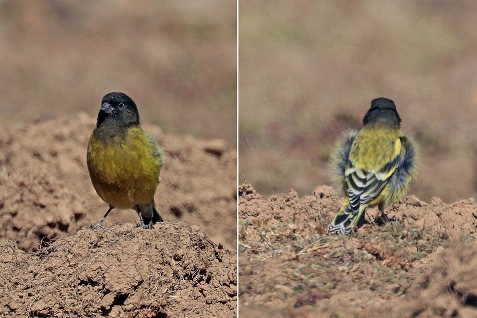 Ethiopian Siskin