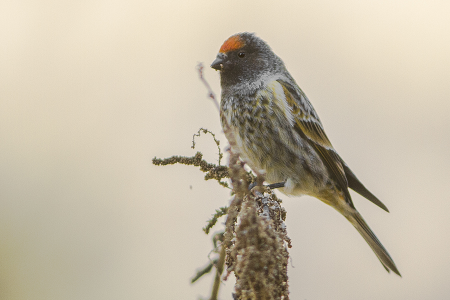 Red-fronted Serin