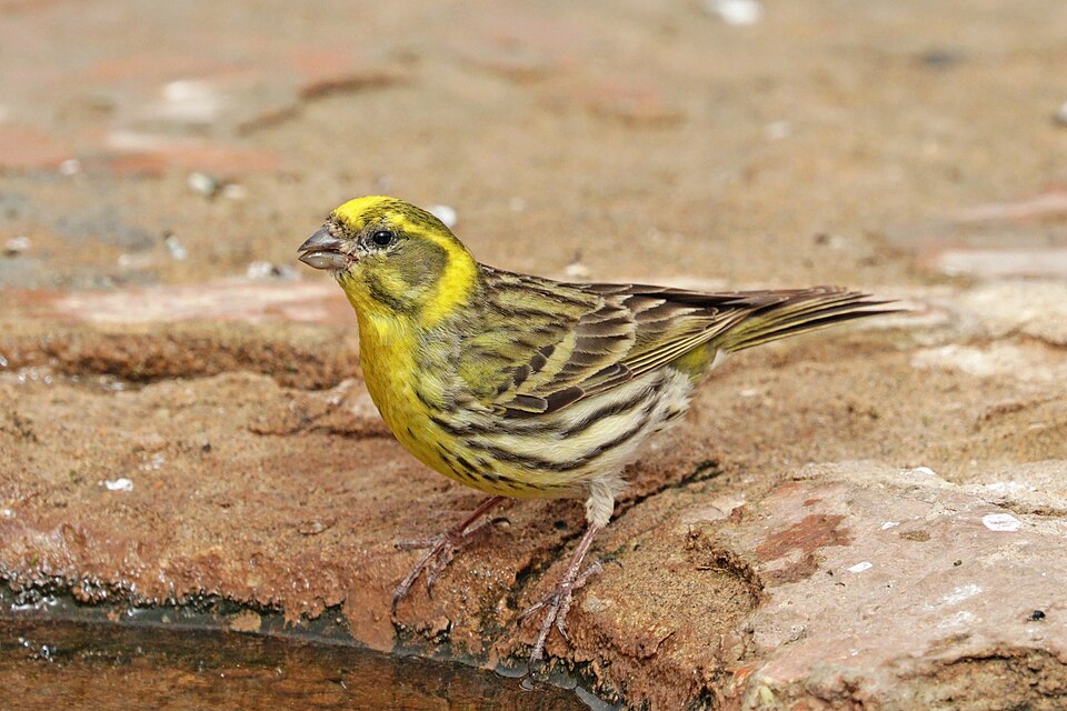 European Serin