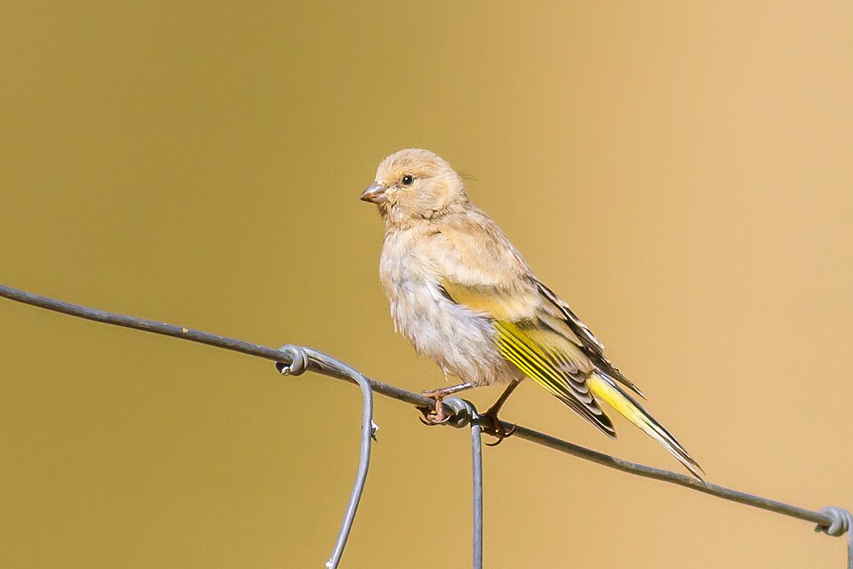Syrian Serin