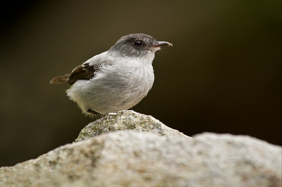Torrent Tyrannulet