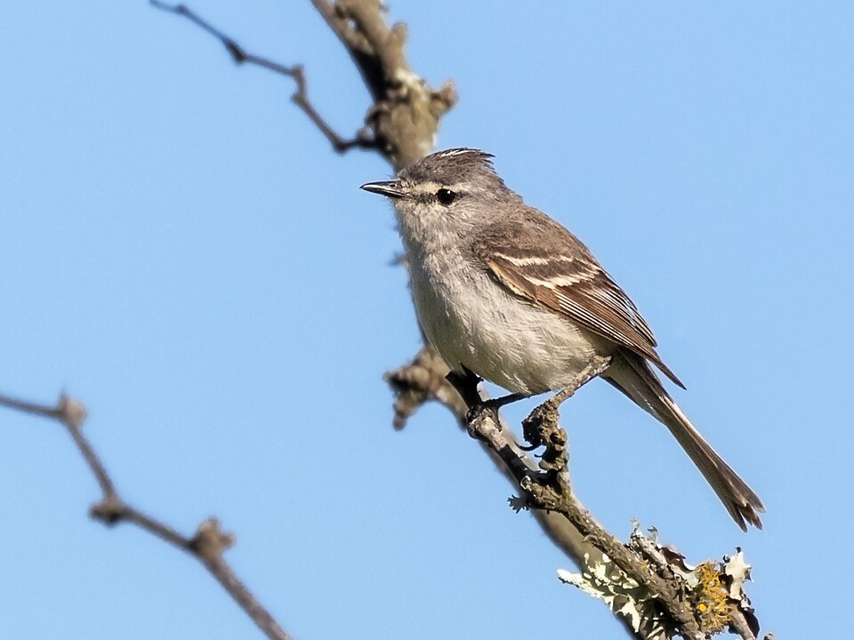 Straneck's Tyrannulet