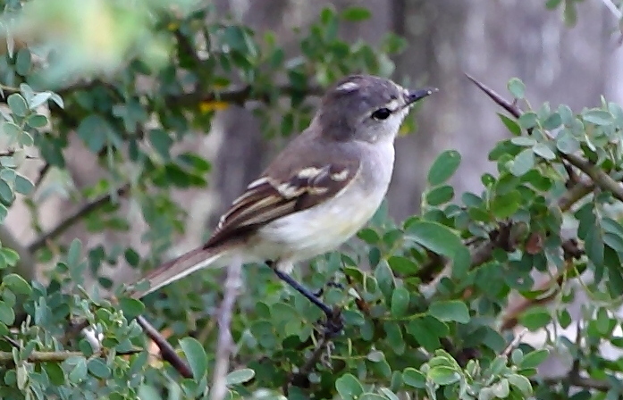 White-bellied Tyrannulet